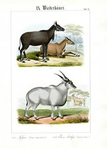  alkotó: C. Roth