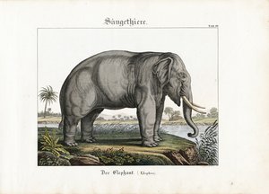 Afrikai elefánt alkotó: C. Steglich