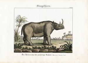 Afrikai vagy kétszarvú orrszarvú alkotó: C. Steglich