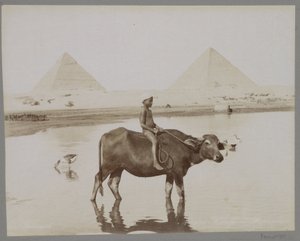 Fiú egy bivalyon, két piramis a háttérben Egyiptomban Beufe et Pyramides (cím a tárgyon) alkotó: C. and G. Zangaki