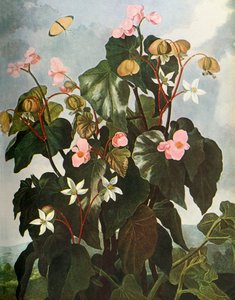 „Oblique-leaved Begonia”, 1800, 1948. alkotó: Caldwell