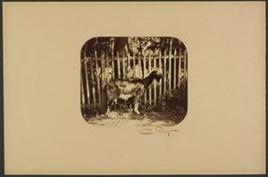 [Kecske] alkotó: Camille Silvy