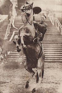 Cowboy irányítja a felemelkedő lovat (fekete-fehér fotó)