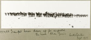 N.Z.M.F.A. lovak szállítása ellenőrzésre a tengerparton, Khan Yunis, 1917. szeptember alkotó: Capt. Arthur Rhodes