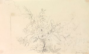 Vázlat a növényekről és egy mérföldkő a természetből, 1826. június 3 alkotó: Capt. Thomas Hastings