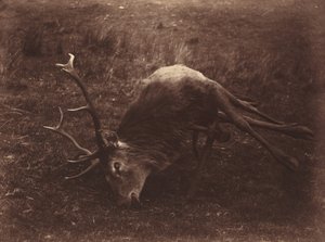 Döglött szarvas