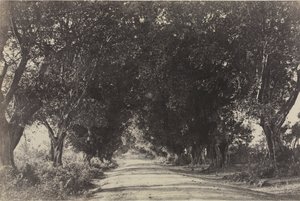 A Banyan Trees sugárútja, Sheringham, India
