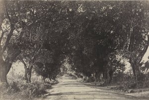 A Banian Trees sugárútja, Seringham, India, 1858.