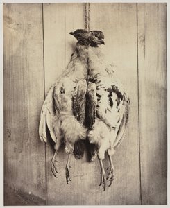 Partridges recto, L.D. Campbell sírja verso, c. 1861. alkotó: Captain N. Baily