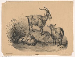 Négy kecske Pictura (sorozat címe az objektumon) alkotó: Carel Christiaan Antony Last