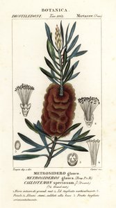 Albany palackkefe, Callistemon gyönyörű