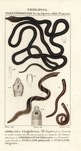 Csizmás féreg, Lineus longissimus 1, Borlasia angliae 1, orrféreg, Cerebratulus bilineatus 2, Cerebratulus bilineatus 2, szalagféreg, Tubulanus polimorphus 3, Tubulanus elegans 4