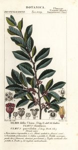 Kínai szil vagy csipkeszil, Ulmus parvifolia, Ulmus chinensis, Olmo della China