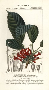 Cyrtandre növény, Cyrtandra staminea, Cirtandra staminea
