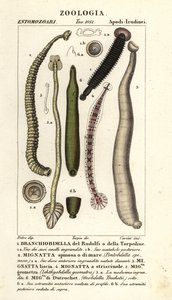 Halpióca és édesvízi piócák: Branchiobdellida 1, Pontobdella spinosa 2, Whitmania laevis 3, Hirudo vittata 4, Piscicola geometra 5, Ichthyobdella geometra 5, Geobdella trochetii 6
