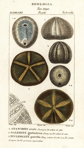 Kihalt tengeri sünök kövületei: Echinocorys (Ananchites) 1, Galerites globulosus 2 és Nucleolites patella 3