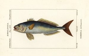 Nagy ámbra, Seriola dumerili, Seriola di Dumeril