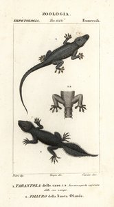 Házi gekkó, Hemidactylus frenatus 1 és szélesfarkú gekkó, Phyllurus platurus 2
