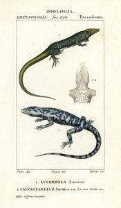Jungle-runner, Ameiva ameiva,, Lucertola ameiva 1 és arany tegu, Tupinambis teguixin, Amerika Védelme