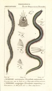Leodice antennata, Nereidonta antennata 1 és Eunice sanguinea, Nereidonta sanguinea 2