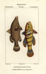 nílusi sügér, Lates niloticus és alvóhal, Ophiocara macrolepidota