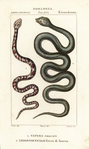 Gyűrűs nyakú köpködő kobra, Hemachatus haemachatus 1 és Martinique lándzsafej, Bothrops lanceolatus 2