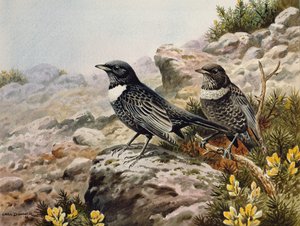 Ring Ousels alkotó: Carl Donner