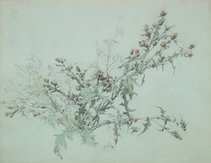 Tanulmány egy virágzó bogáncsról, 1846. alkotó: Carl Georg Anton Graeb