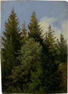 Firs alkotó: Carl Gustav Carus