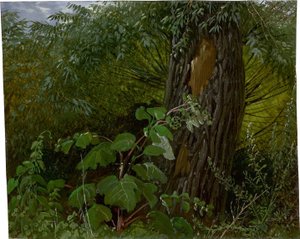 Fűzfa törzs aljnövényzettel alkotó: Carl Gustav Carus