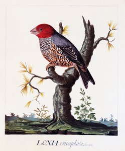 Loxia erythrocephala (Amadina erythrocephala), Red-headed Finch, watercolour alkotó: Carl Linnaeus