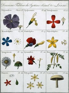 A Linnean Plant Ixual System második táblázata alkotó: Carl Linnaeus