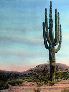 Amerikai Egyesült Államok, Arizona, Giant Cactus in the Sonora desert, a kép dátuma: 1920 körül. Carl Simon Archívum