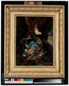 Forest floor still lifes with snails, snakes, lizards and butterflies