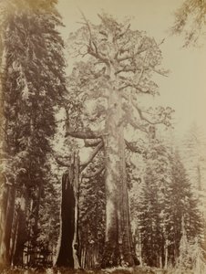 Grizzly óriás, Mariposa Grove