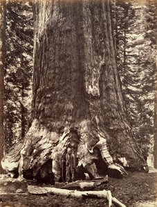 A Grizzly óriás bázisa, Óriás Sequoia fa, Yosemite, Kalifornia, 1868