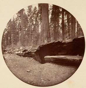 Mammoth Three Grove Hotel Calaveras Co., kb. 1878. alkotó: Carleton Emmons Watkins