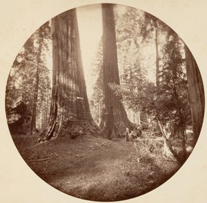 Old Dominion és Tom bácsi kocsmája. Calaveras Grove, kb. 1878.