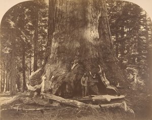 Grisly Giant szakasza, Mariposa Grove, 1861. alkotó: Carleton Emmons Watkins
