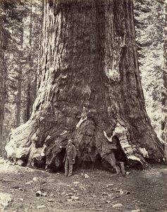 A Grizzly Giant metszete, 101 láb kerülete, 1865-66, nyomtatva kb. 1876. alkotó: Carleton Emmons Watkins