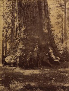 A Grizzly Giant szakasza Galen Clarkkal, Mariposa Grove, Yosemite, 1865-66.