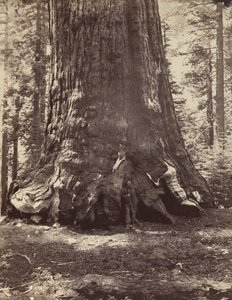 A Grizzly Giant szakasza Galen Clarkkal, Mariposa Grove, Yosemite, 1865-66, nyomtatva kb. 1876.