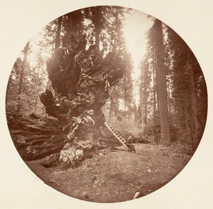 Az erdő atyja – A ló hátoldala. Calaveras Grove, kb. 1878.