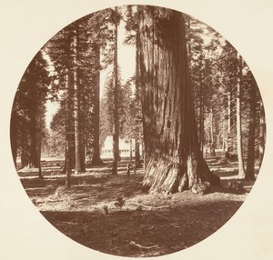 A Mammoth Grove Hotel a Grove-ból - Calaveras, kb. 1878. alkotó: Carleton Emmons Watkins