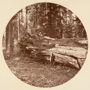 The Miners Cabin - Calaveras Grove, kb. 1878. alkotó: Carleton Emmons Watkins