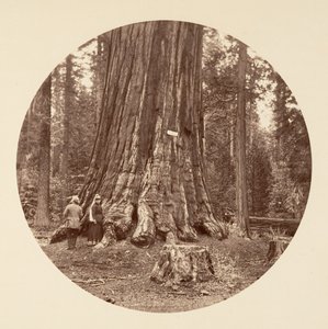 Az erdő büszkesége - Calaveras Grove, kb. 1878. alkotó: Carleton Emmons Watkins