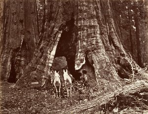 A háromlábú állvány, 94 láb kerületű, 1865-66, nyomtatott kb. 1876. alkotó: Carleton Emmons Watkins