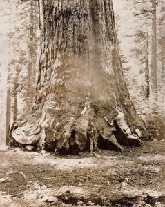 A "Grizzly óriás" törzse, Mariposa Grove, 33 láb átmérő, 1861