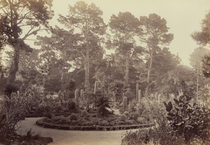 [Arizonai kert, Hotel del Monte, Monterey] alkotó: Carleton Watkins