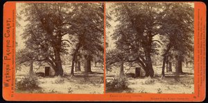 Faház Camp Grove-ban, Yosemite Valley, Mariposa megye, kb alkotó: Carleton Watkins